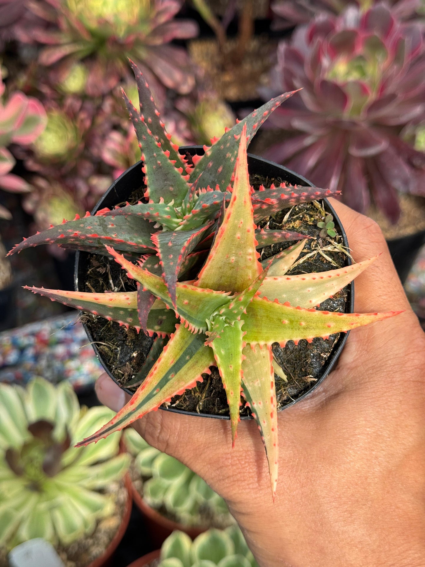 Aloe christmas variegado
