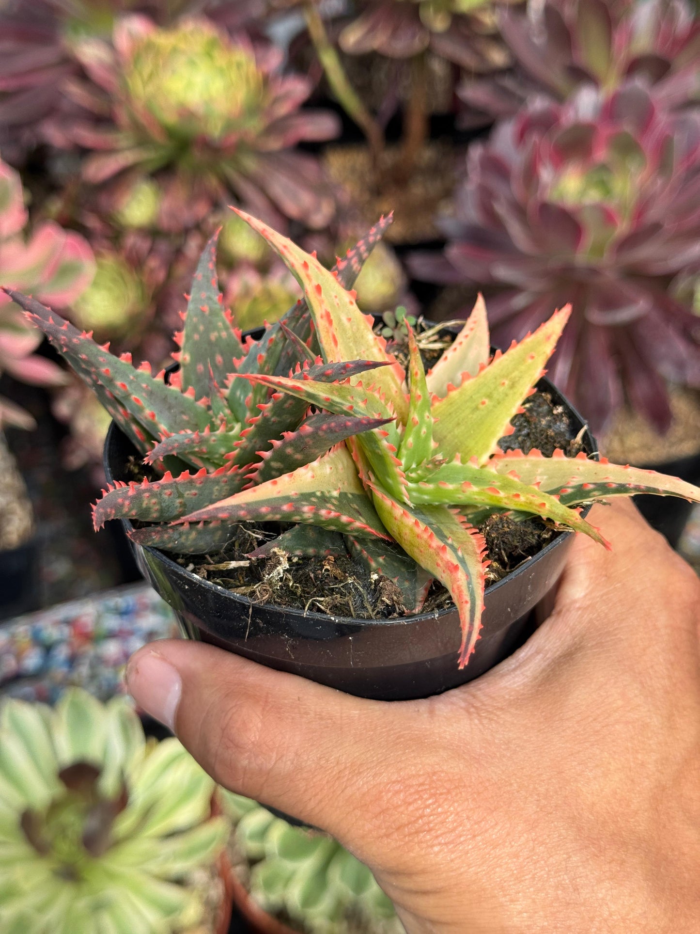 Aloe christmas variegado