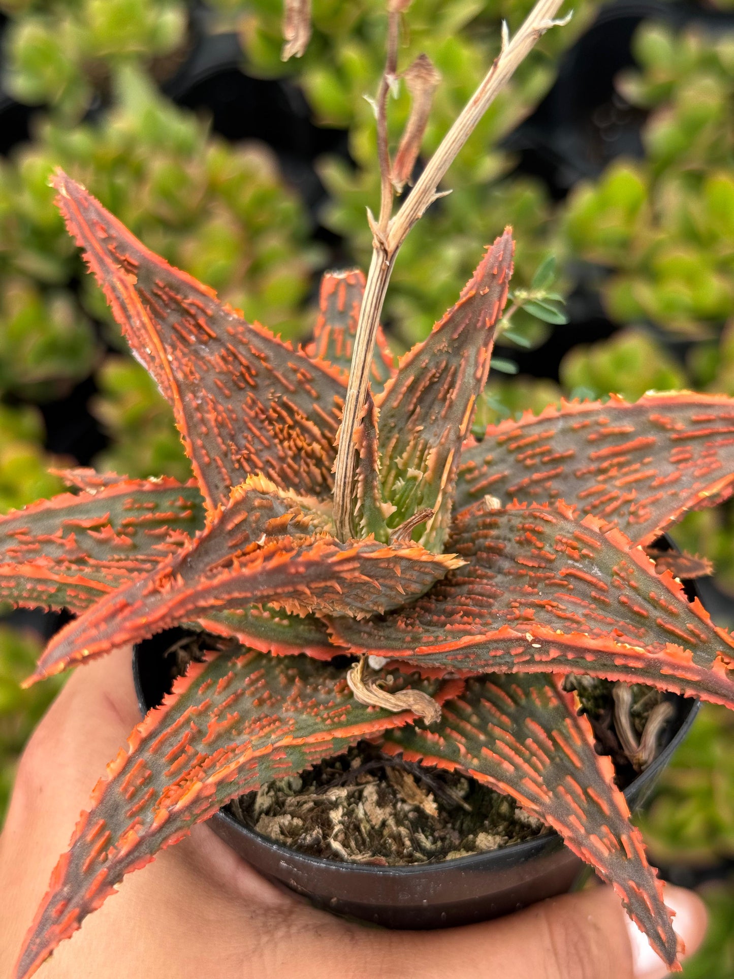 Aloe bonefire