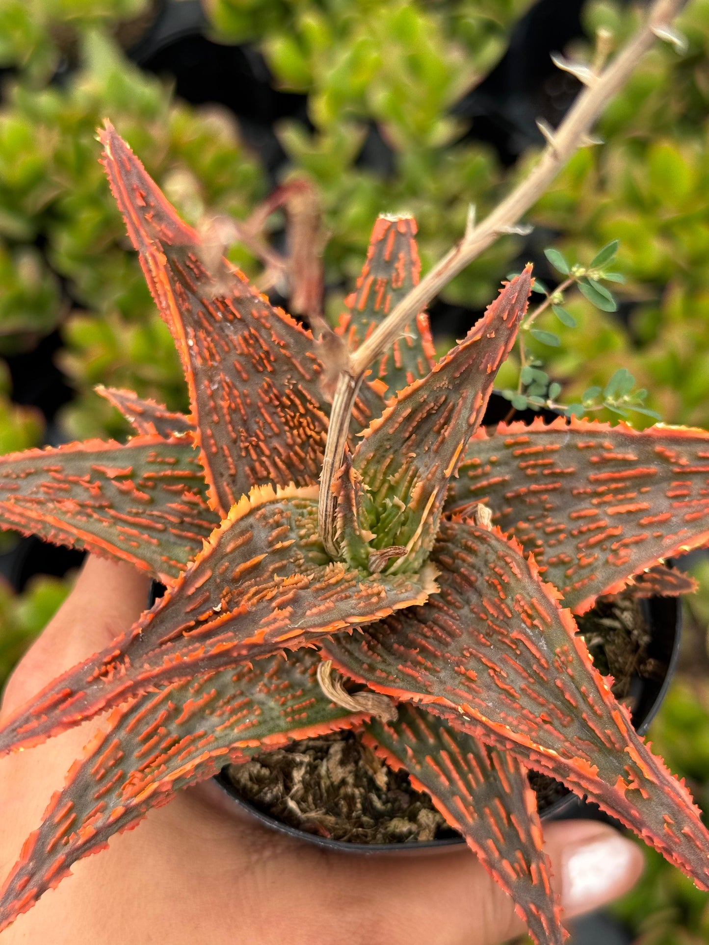 Aloe bonefire