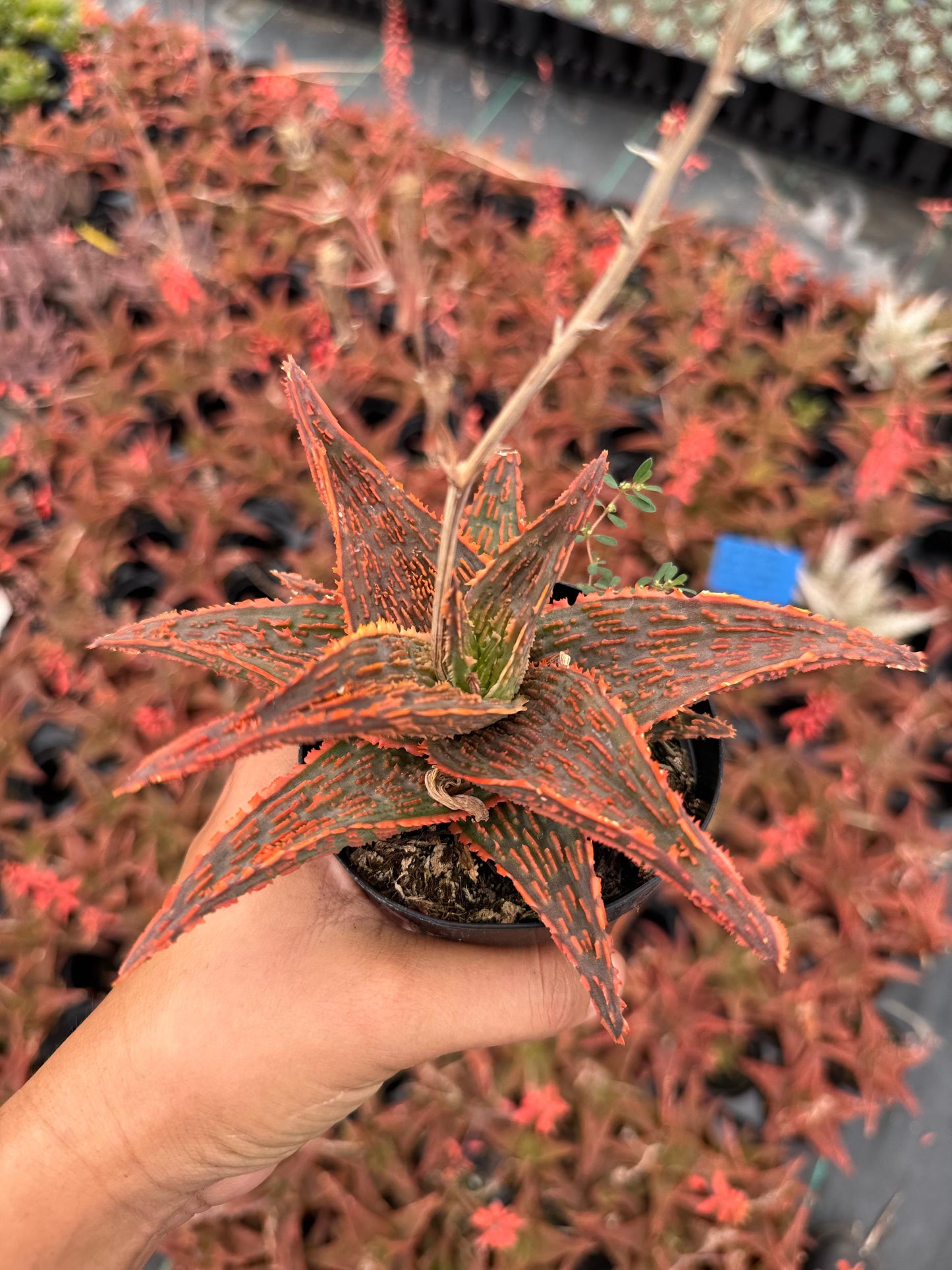 Aloe bonefire