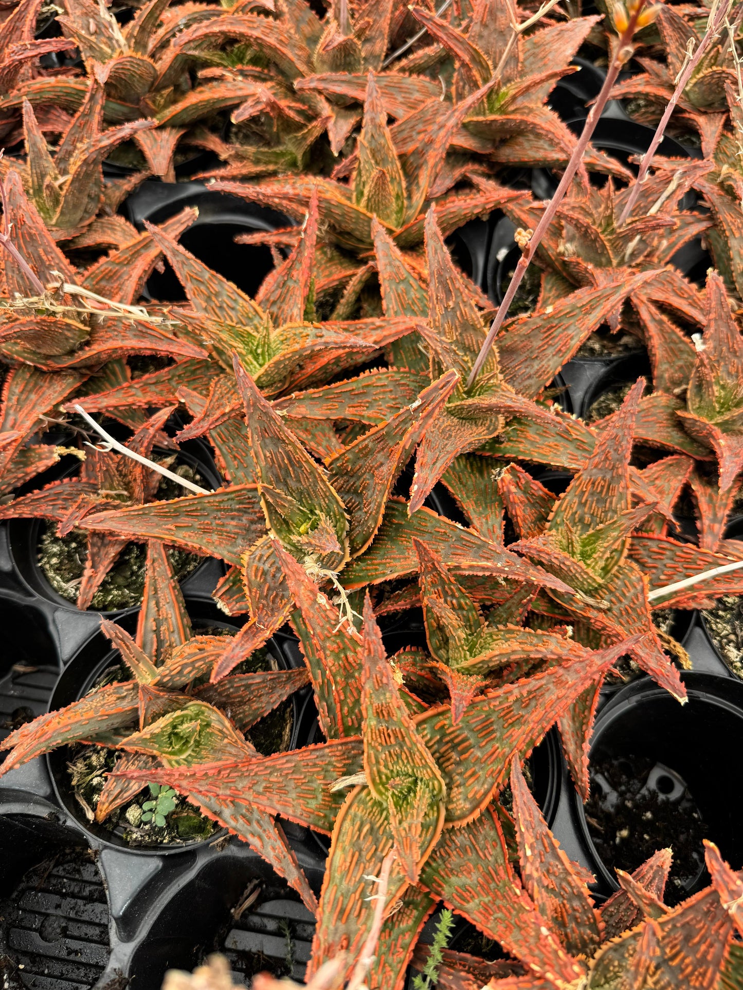Aloe bonefire
