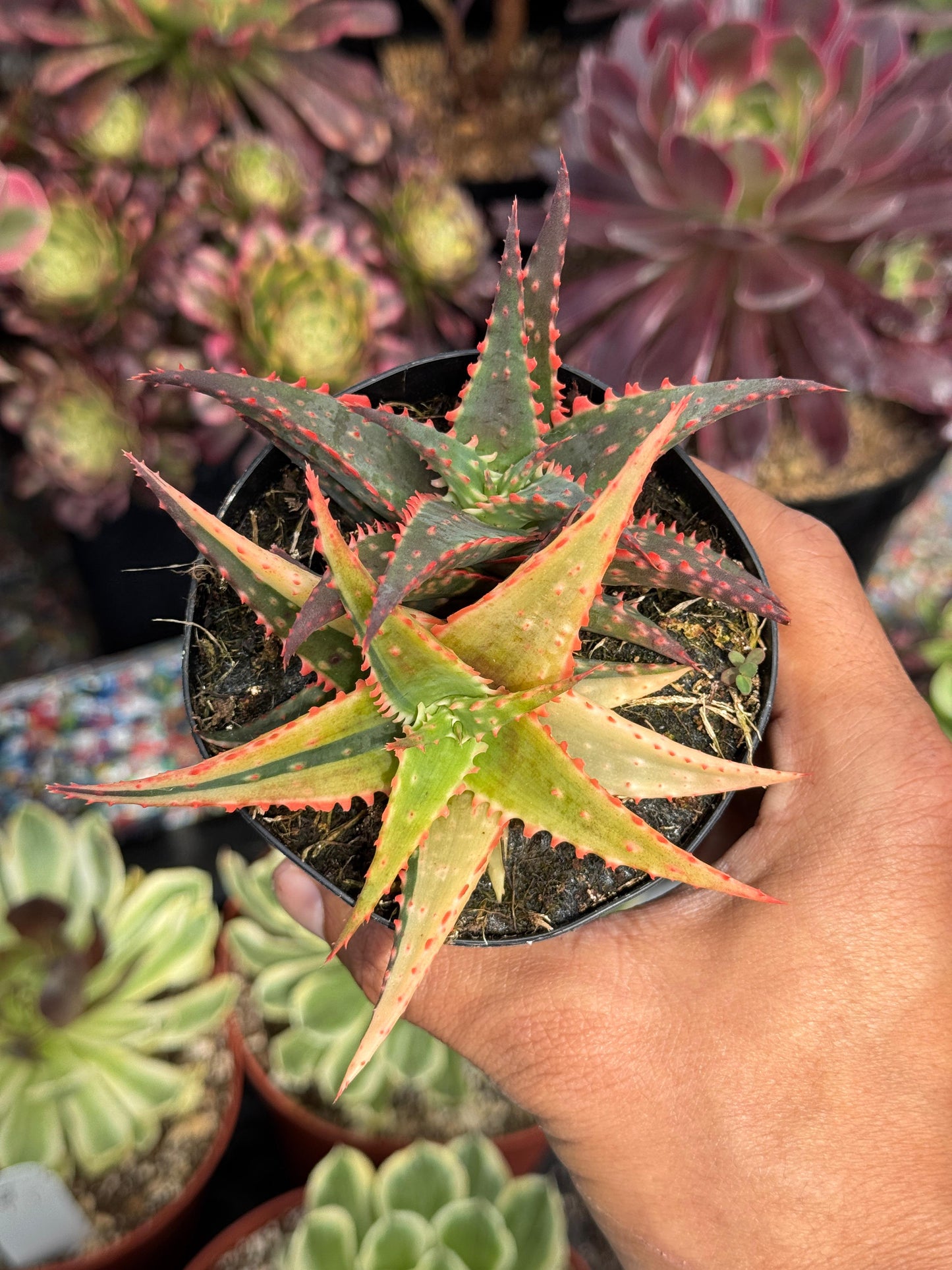 Aloe christmas variegado