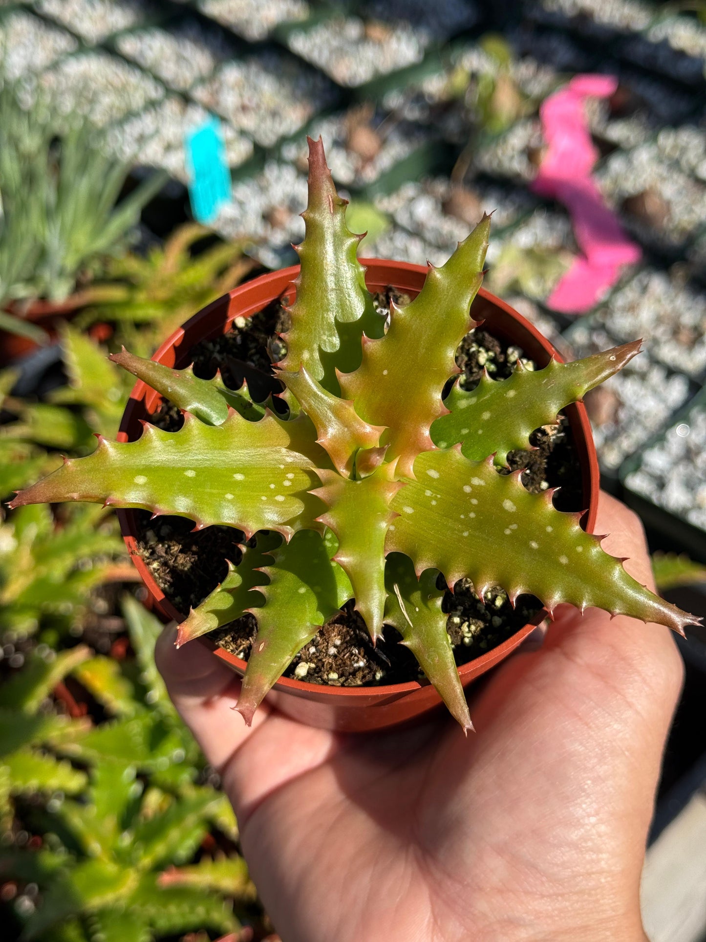 Aloe congolensis