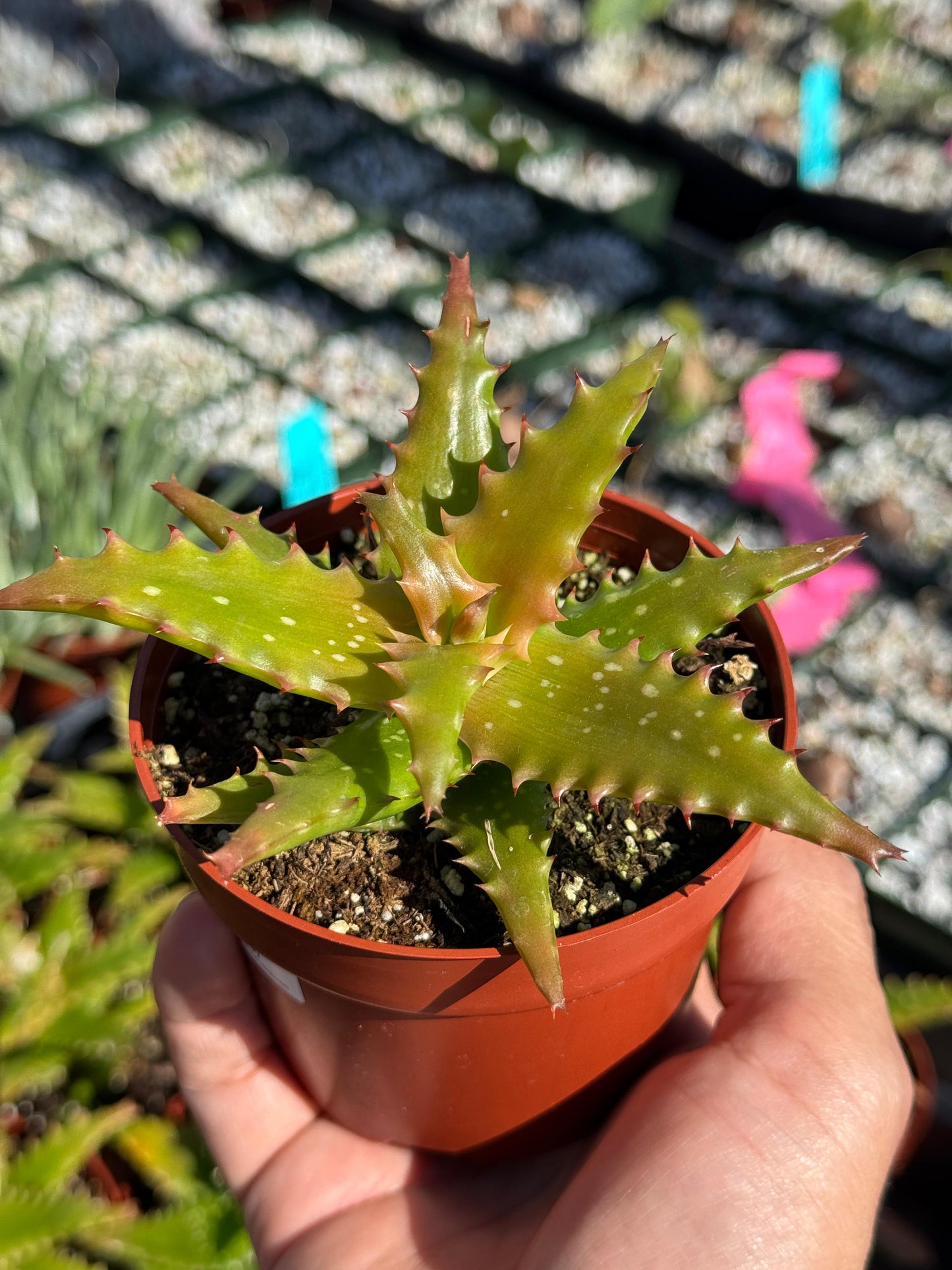 Aloe congolensis