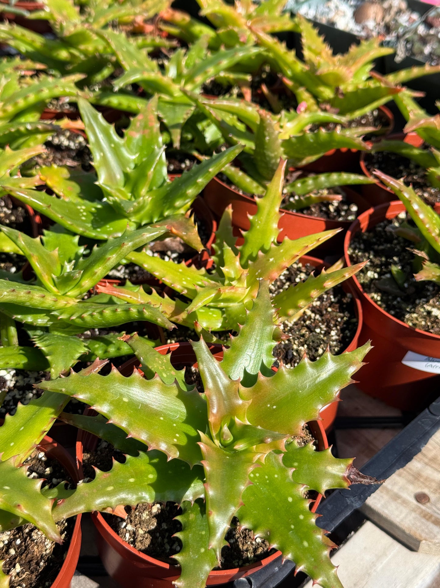 Aloe congolensis