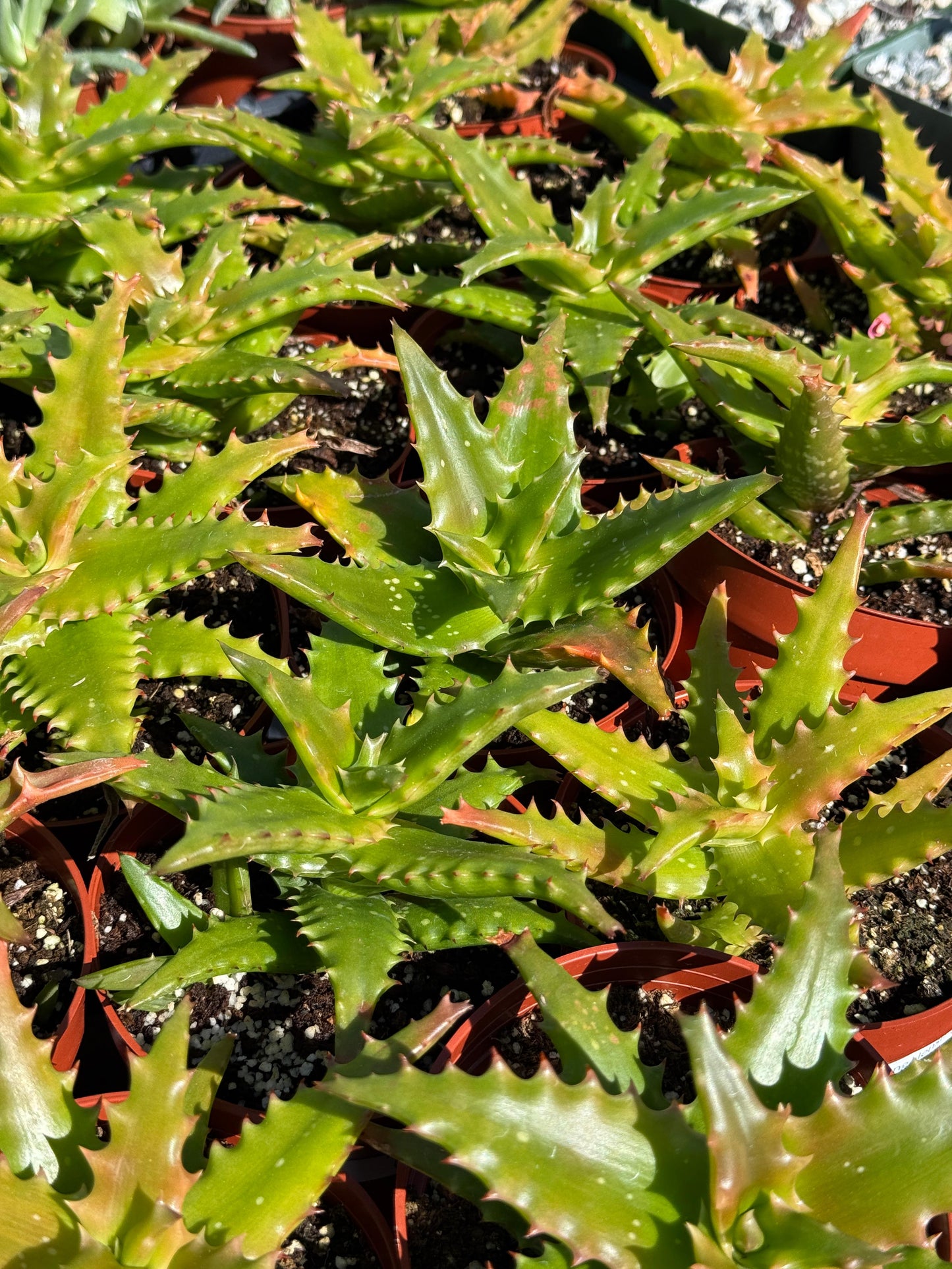 Aloe congolensis