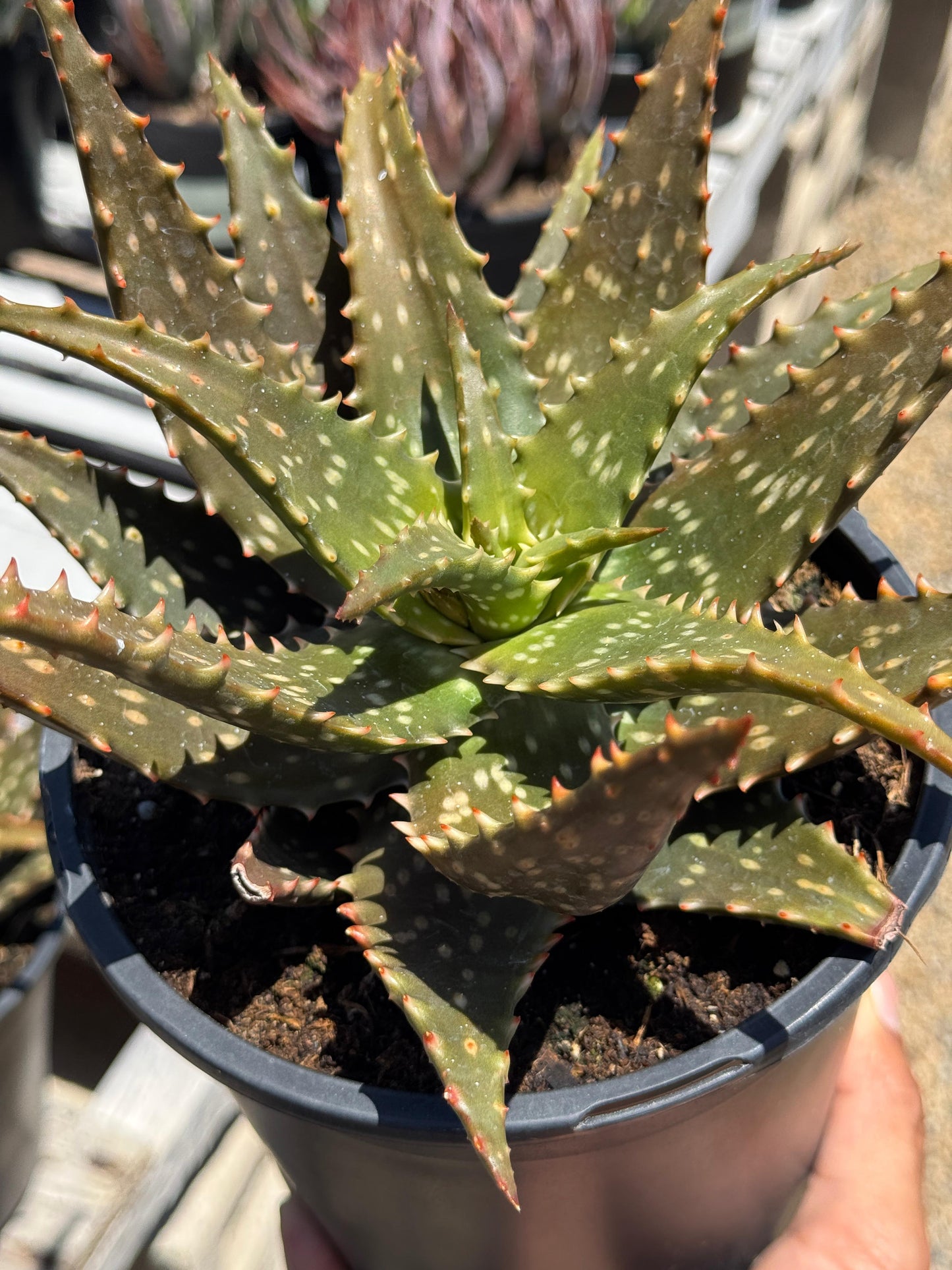 Aloe freckles