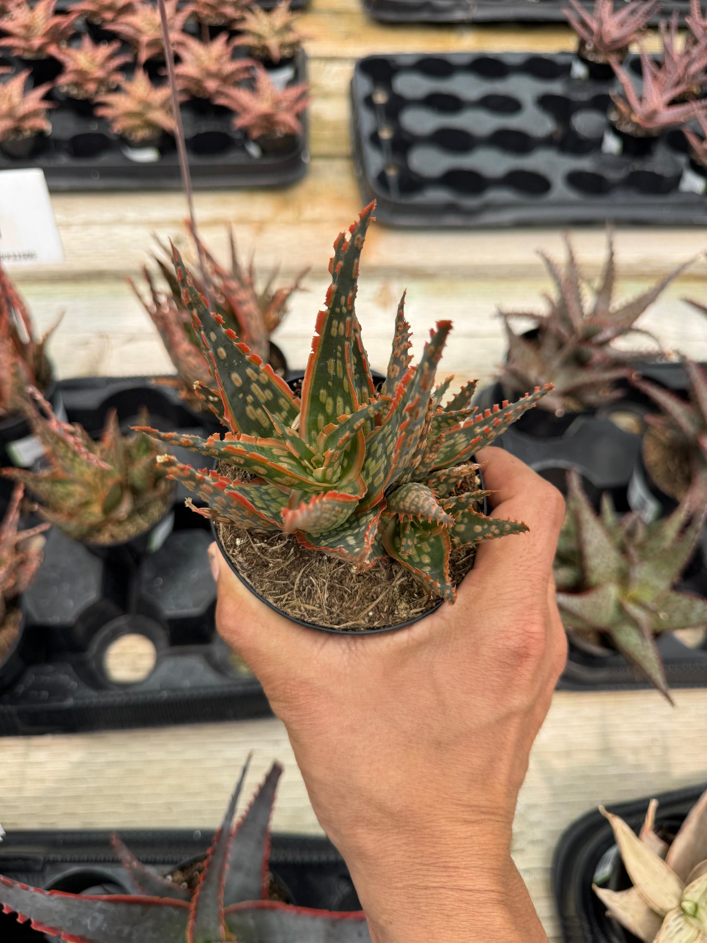 Aloe krakatoa