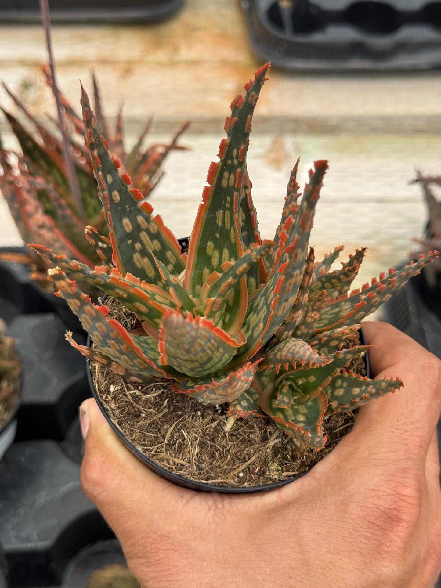 Aloe krakatoa