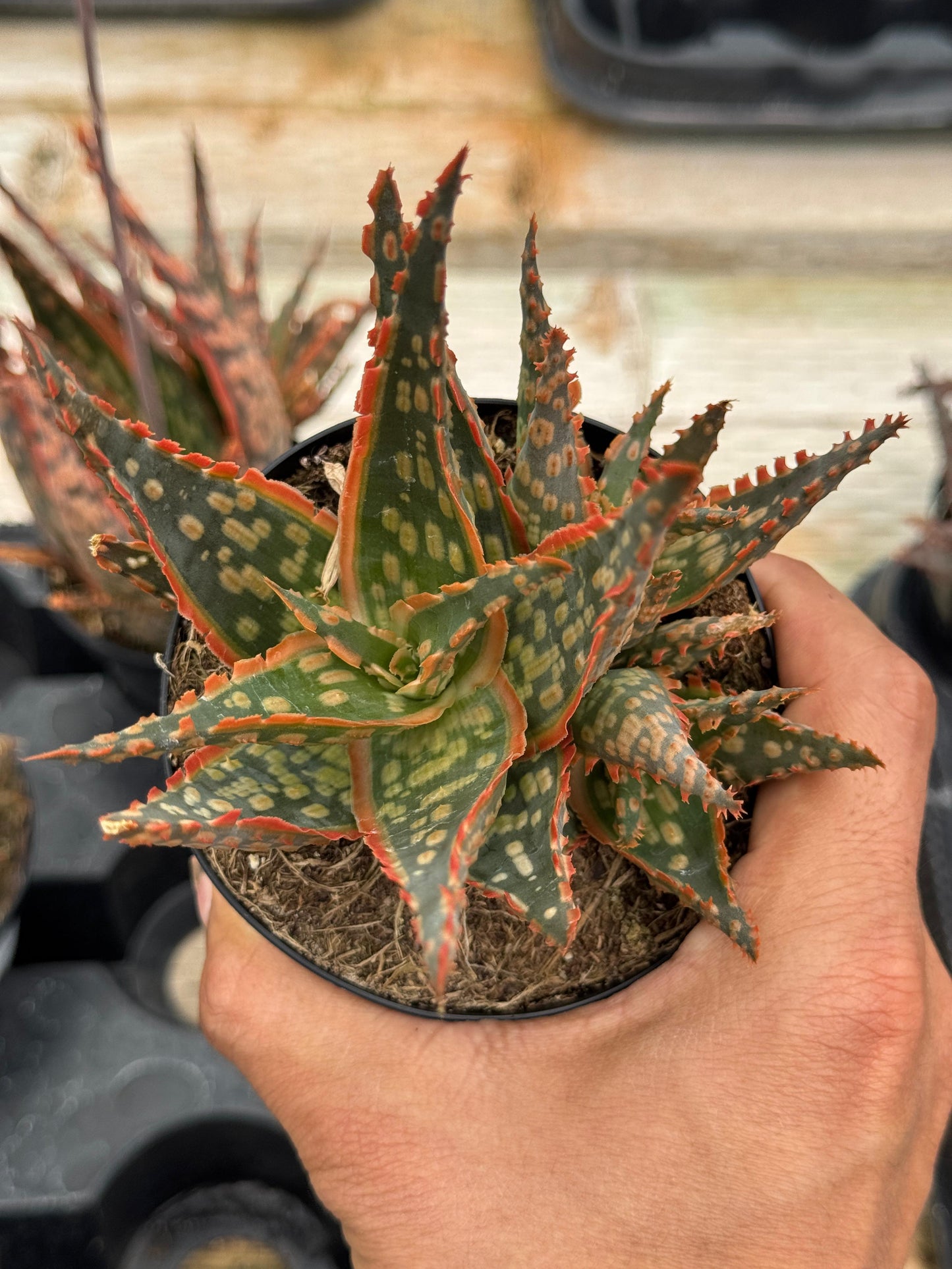 Aloe krakatoa