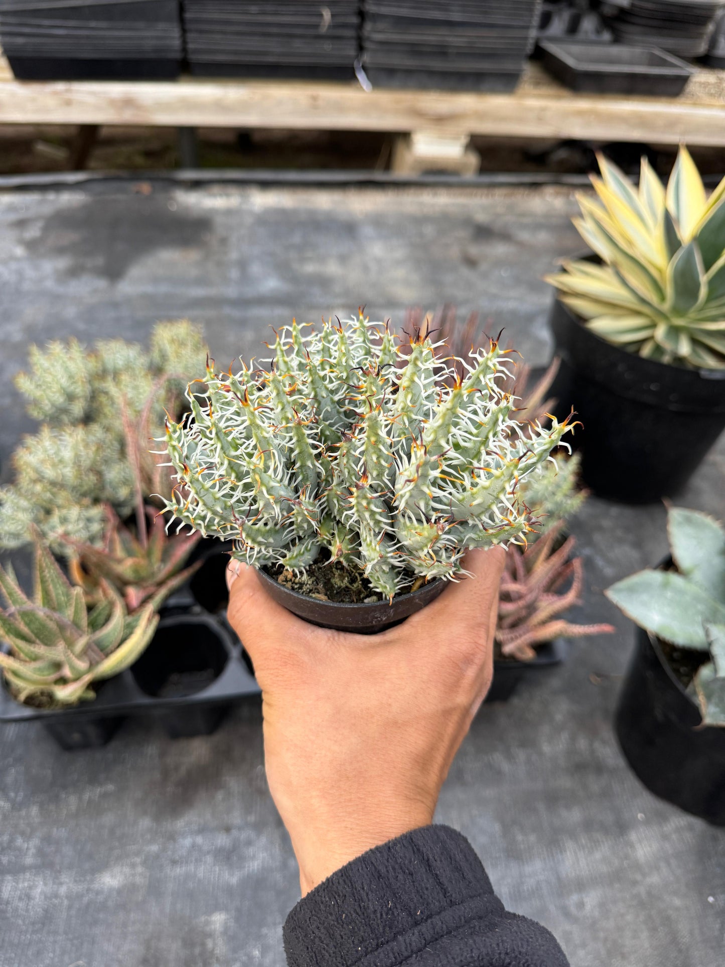 Aloe melanacantha var. Erinacea Cluster