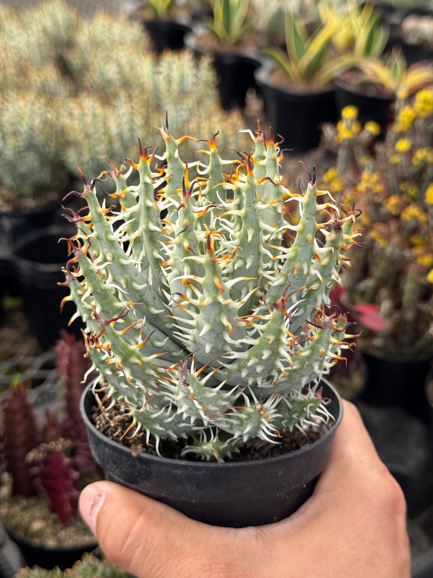 Aloe melanacantha var. Erinacea grandes