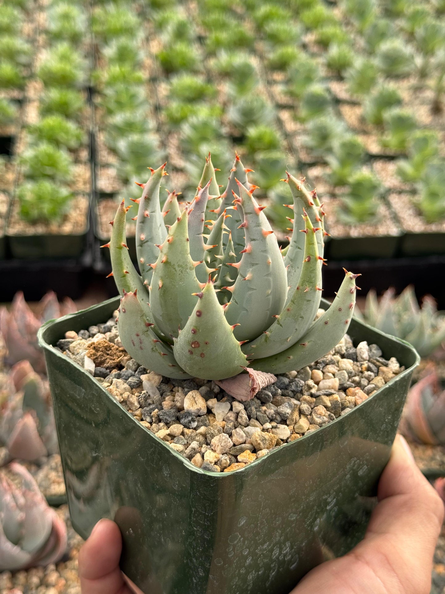 Aloe peglerae