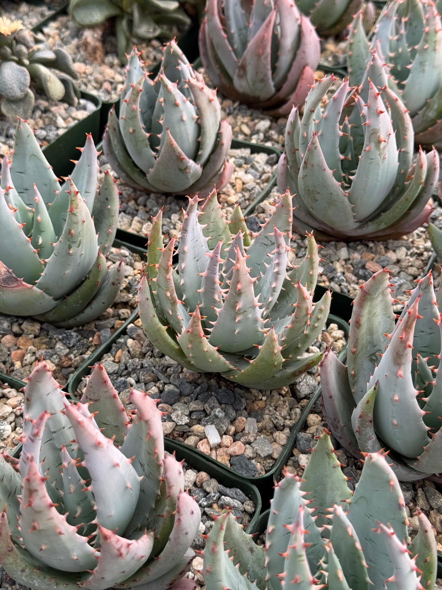 Aloe peglerae