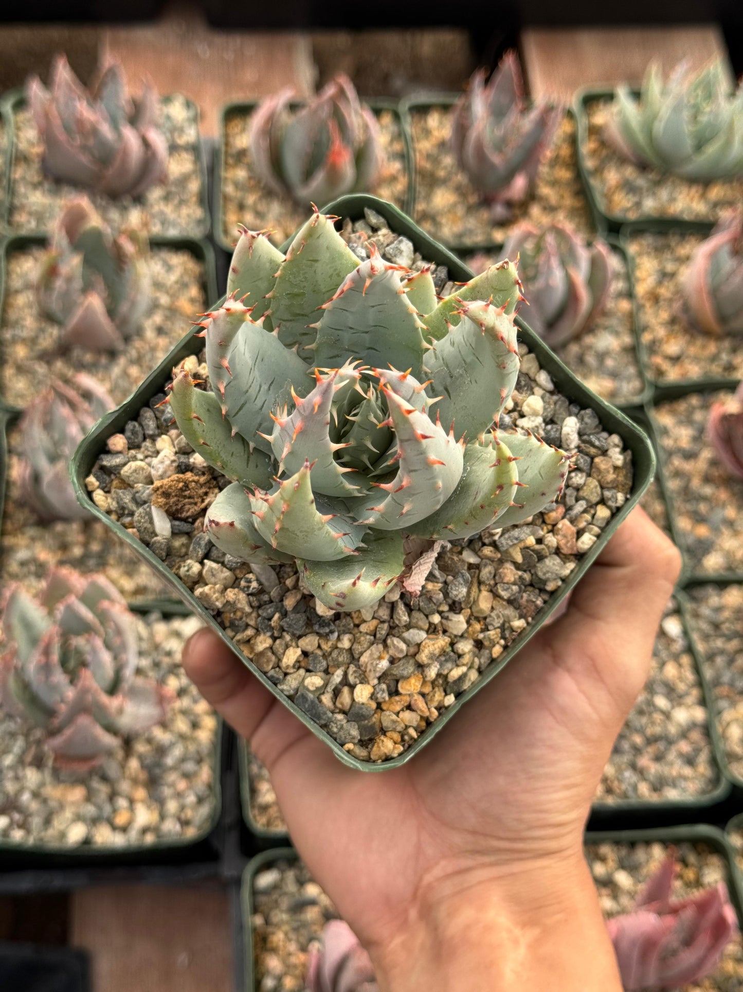Aloe peglerae
