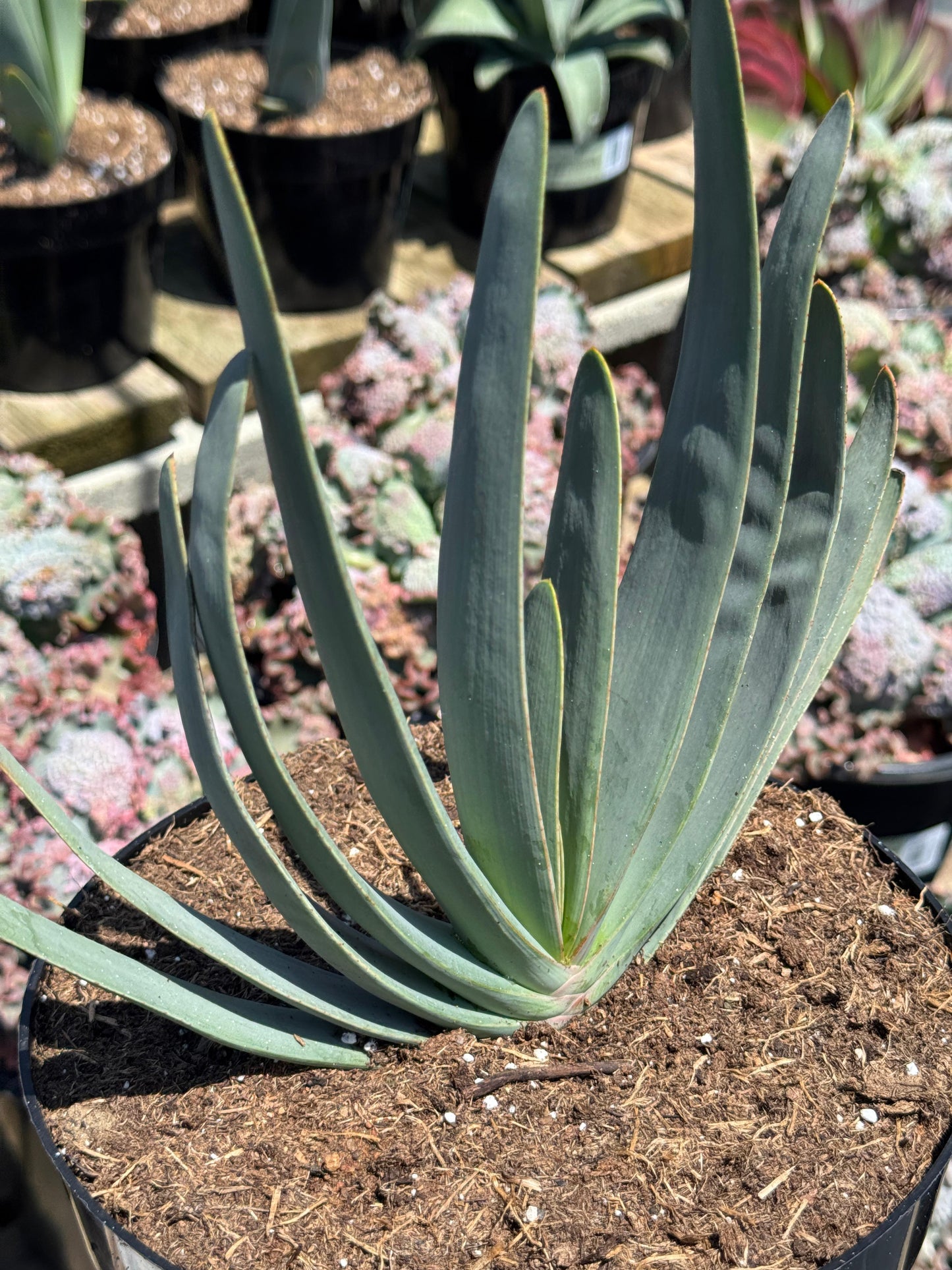 Aloe plicatilis