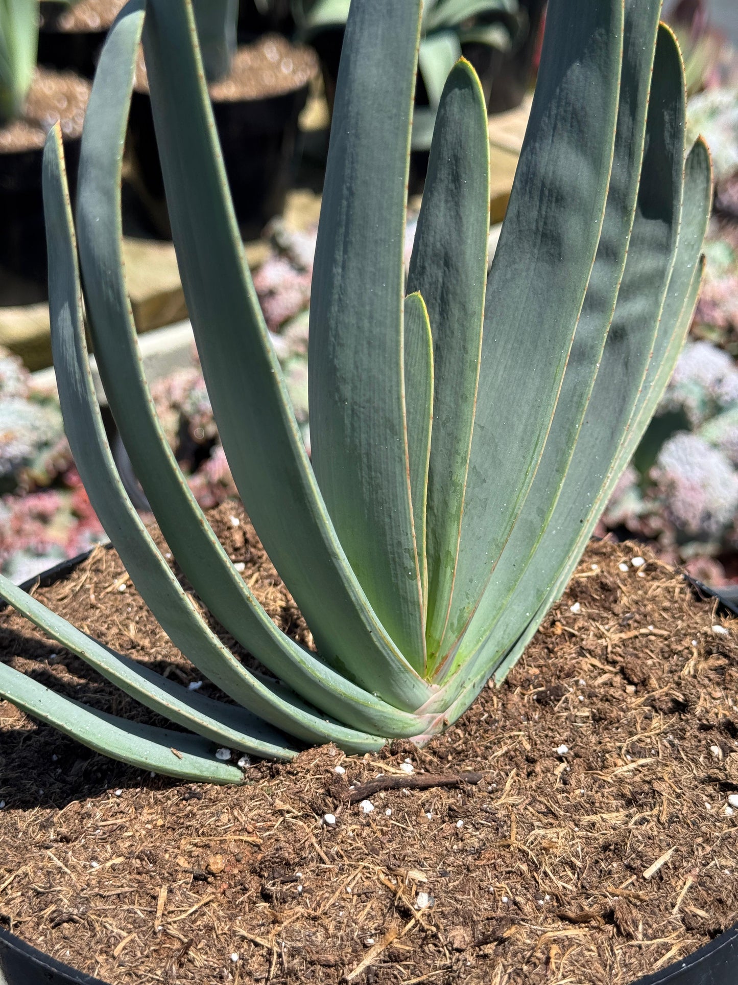 Aloe plicatilis