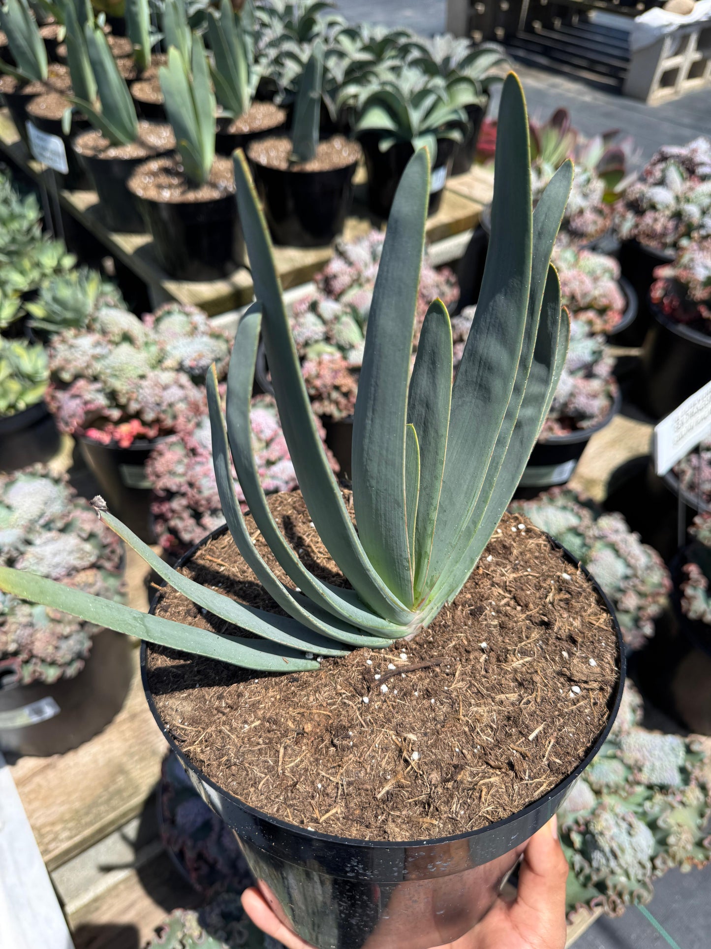 Aloe plicatilis