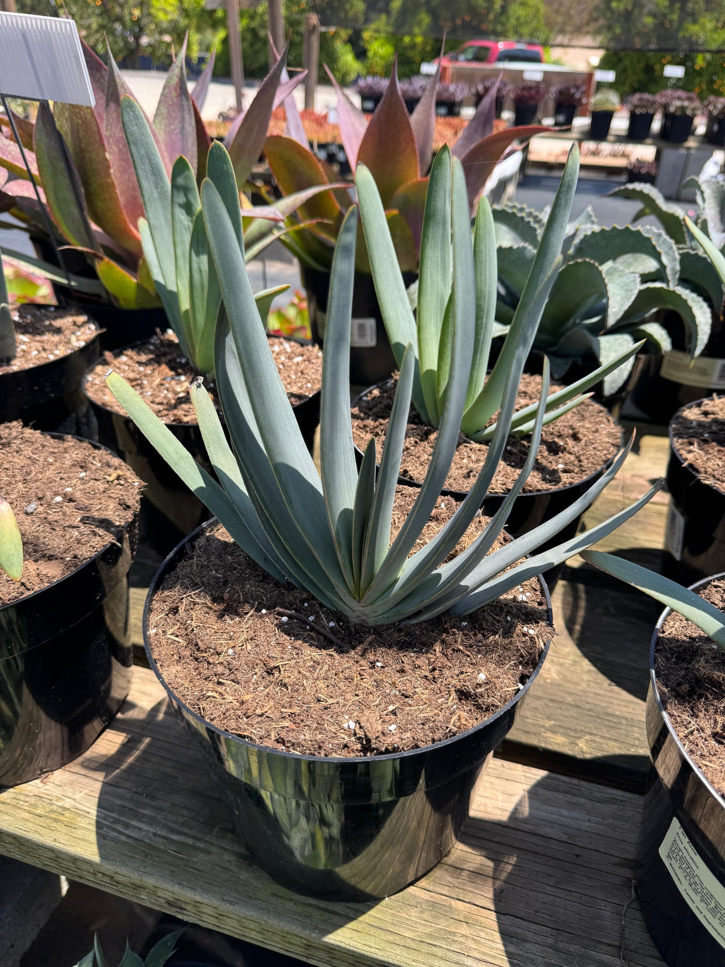 Aloe plicatilis