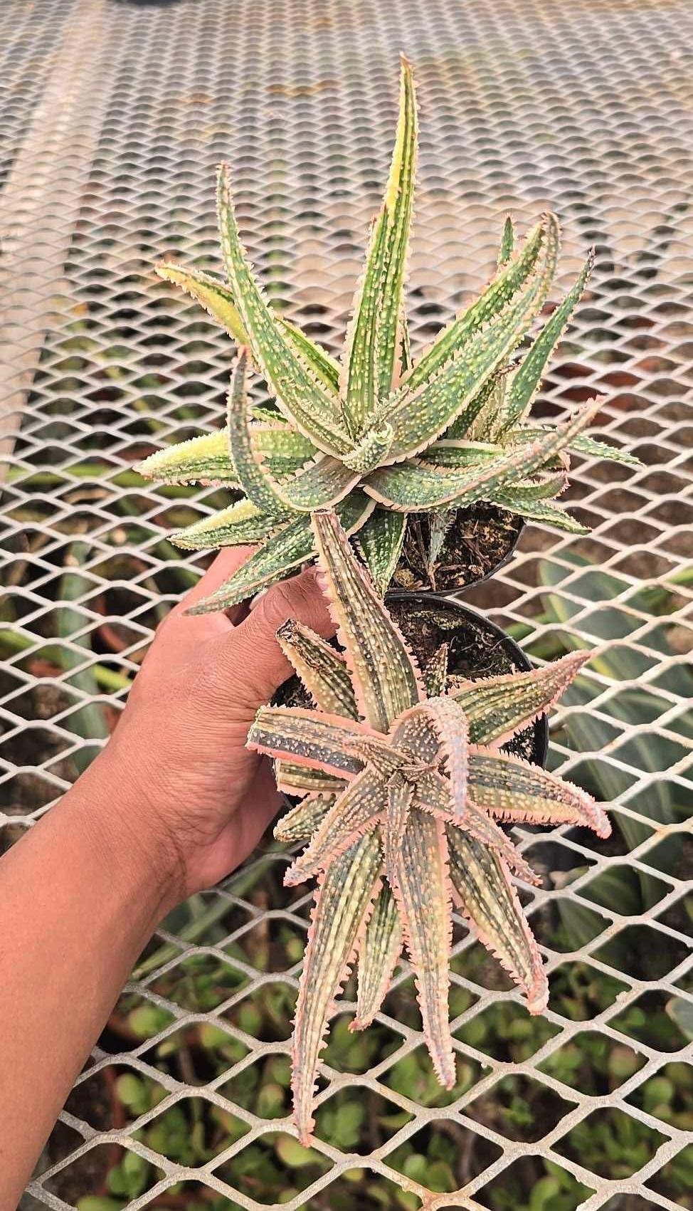 Aloe purple haze variegado