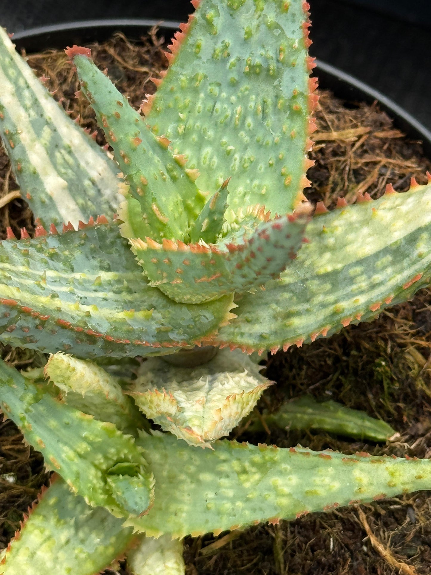 Aloe purple people eater variegado