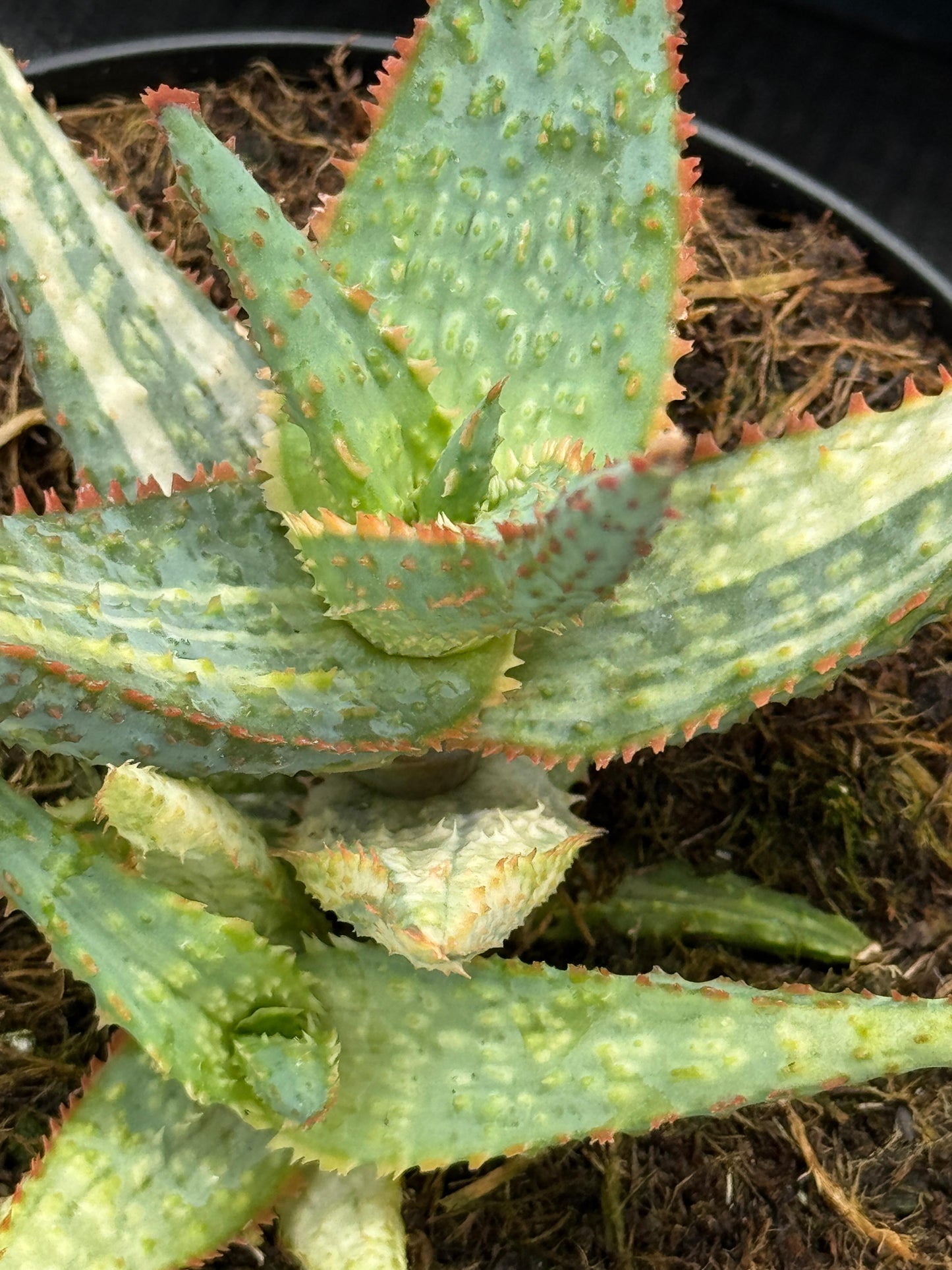 Aloe purple people eater variegado
