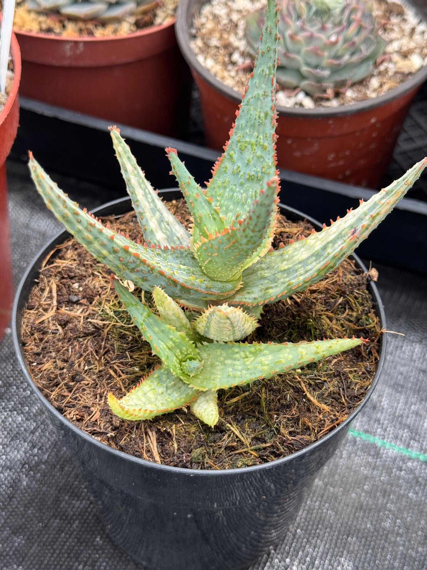 Aloe purple people eater variegado