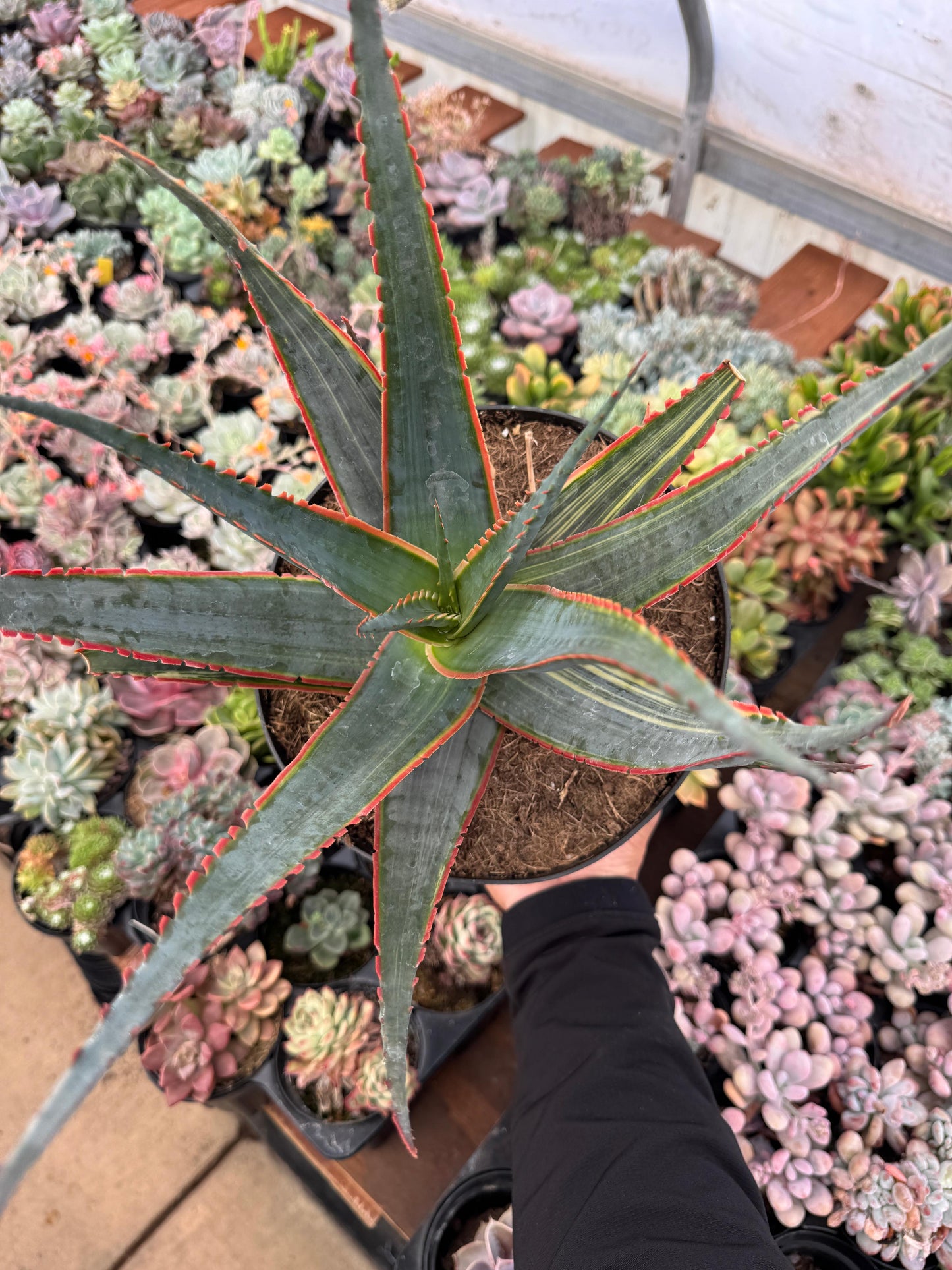 Aloe swordfish variegado 8”