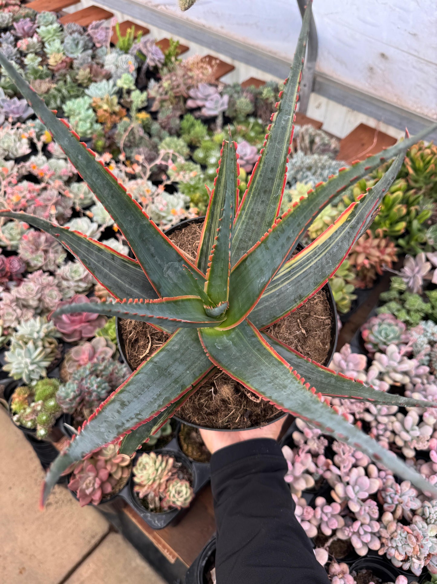 Aloe swordfish variegado 8”