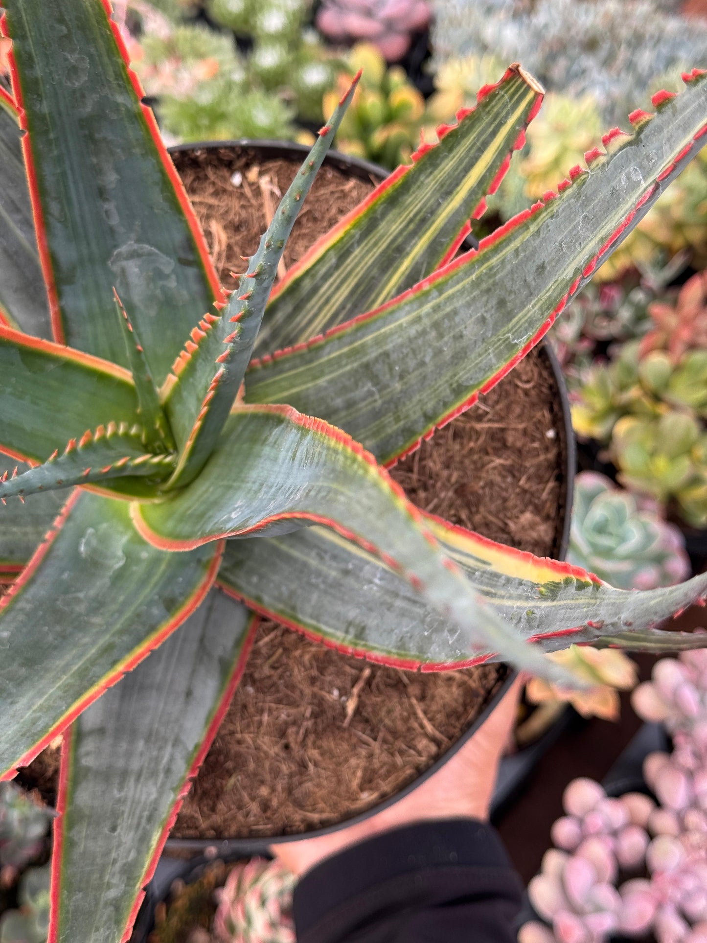 Aloe swordfish variegado 8”