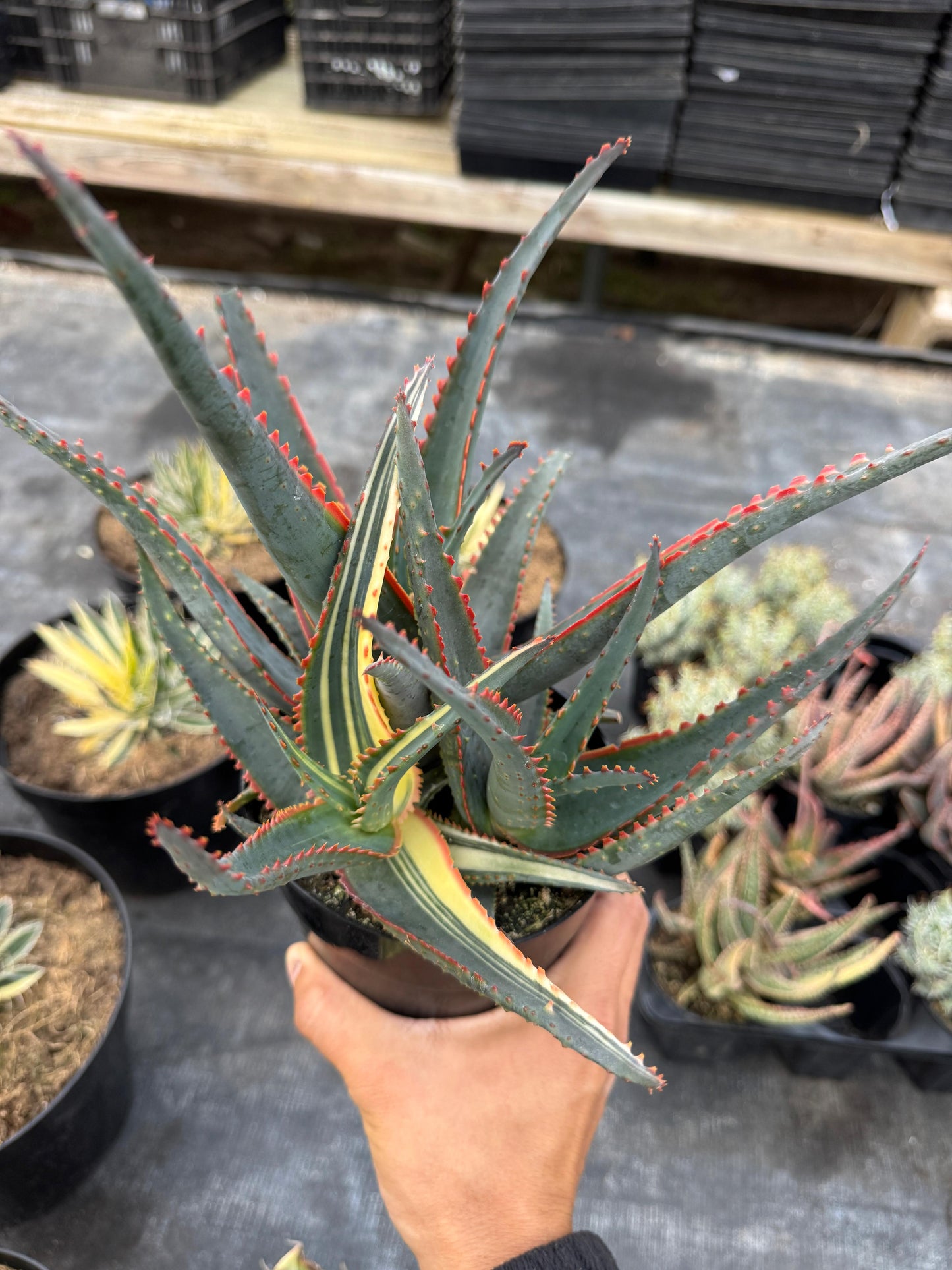 Aloe sworfish variegado