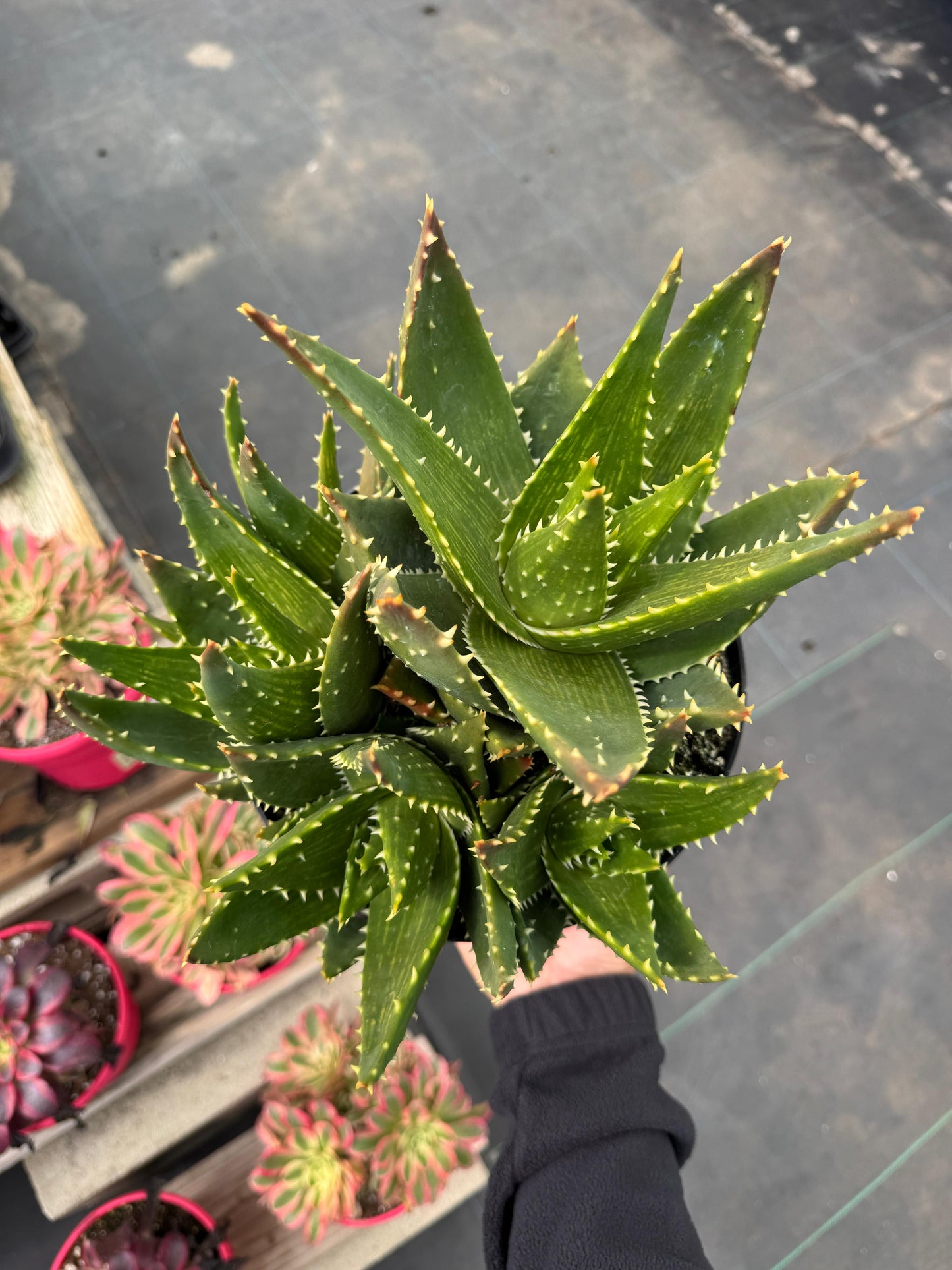 Aloe t-rex cluster