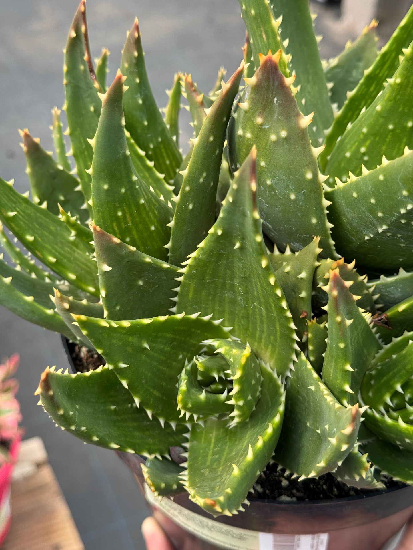 Aloe t-rex cluster