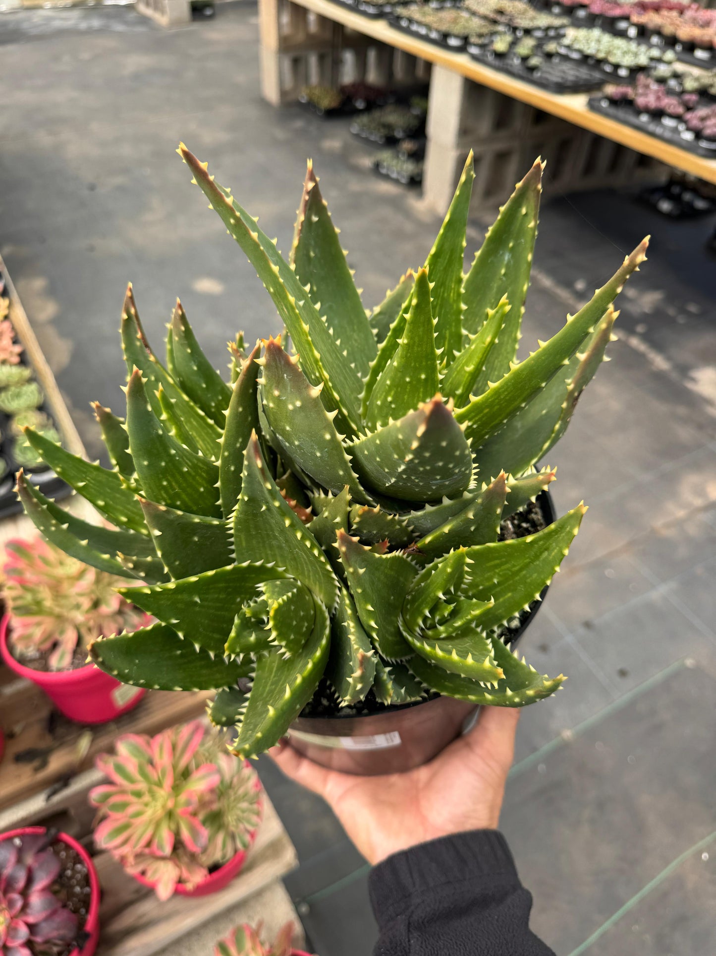 Aloe t-rex cluster