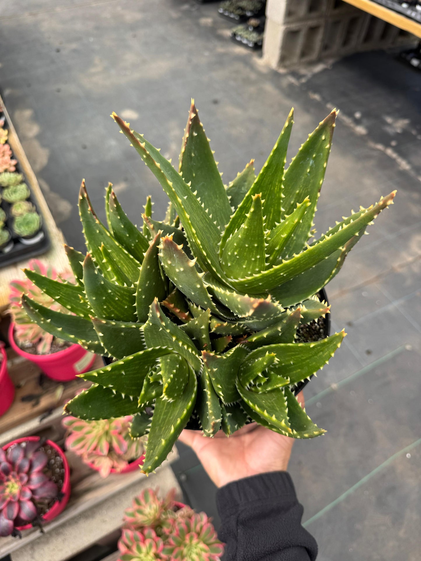 Aloe t-rex cluster