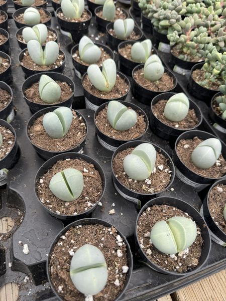 Argyroderma