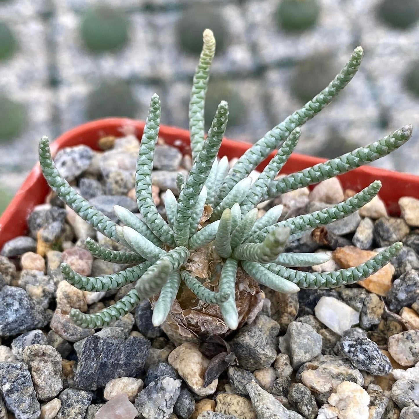 Avonia Quinaria