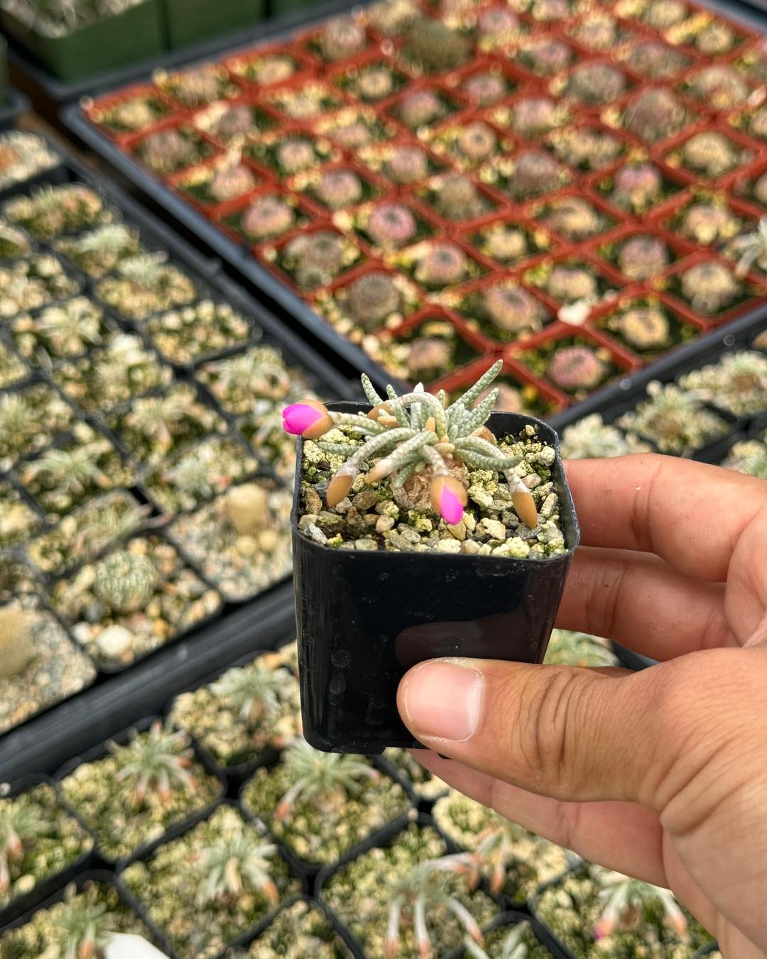 Avonia Quinaria
