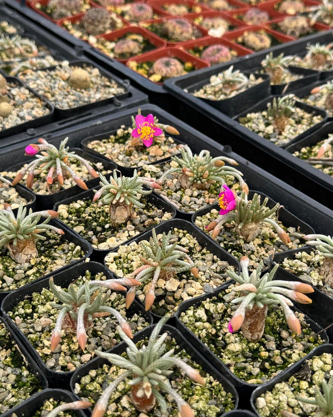 Avonia Quinaria