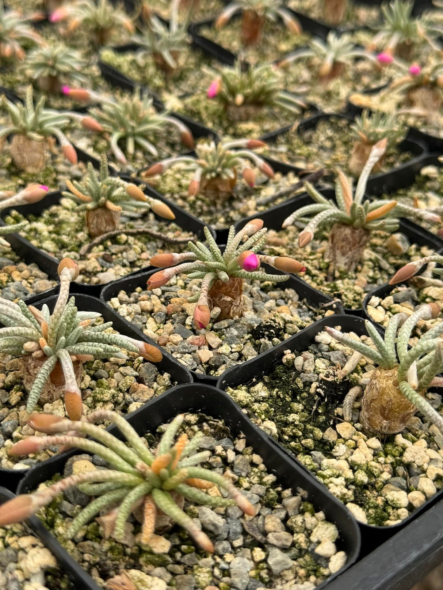 Avonia Quinaria