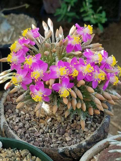 Avonia Quinaria