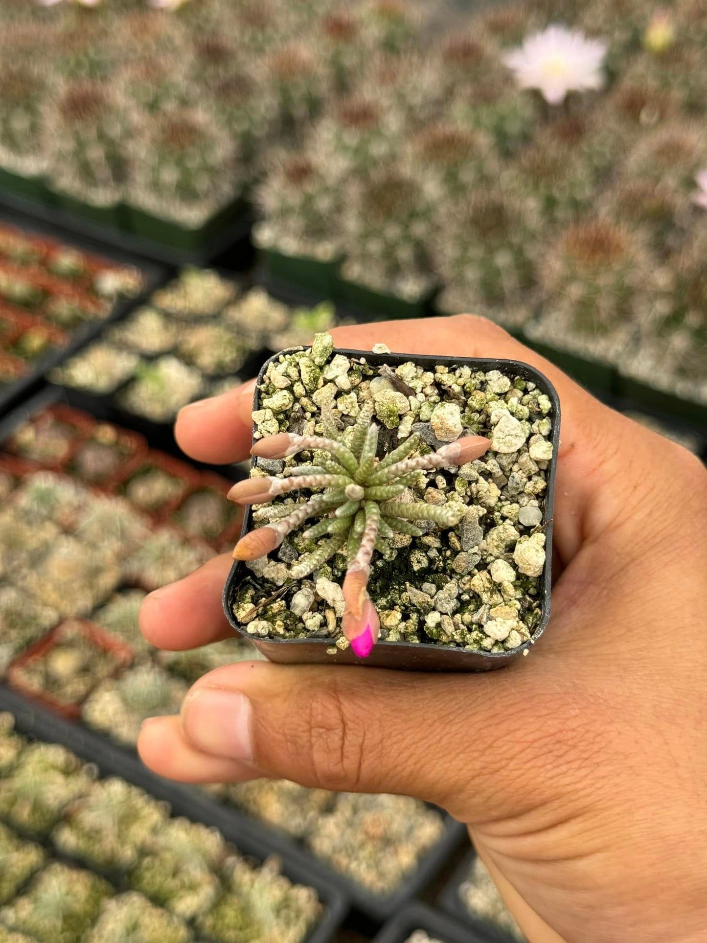 Avonia Quinaria