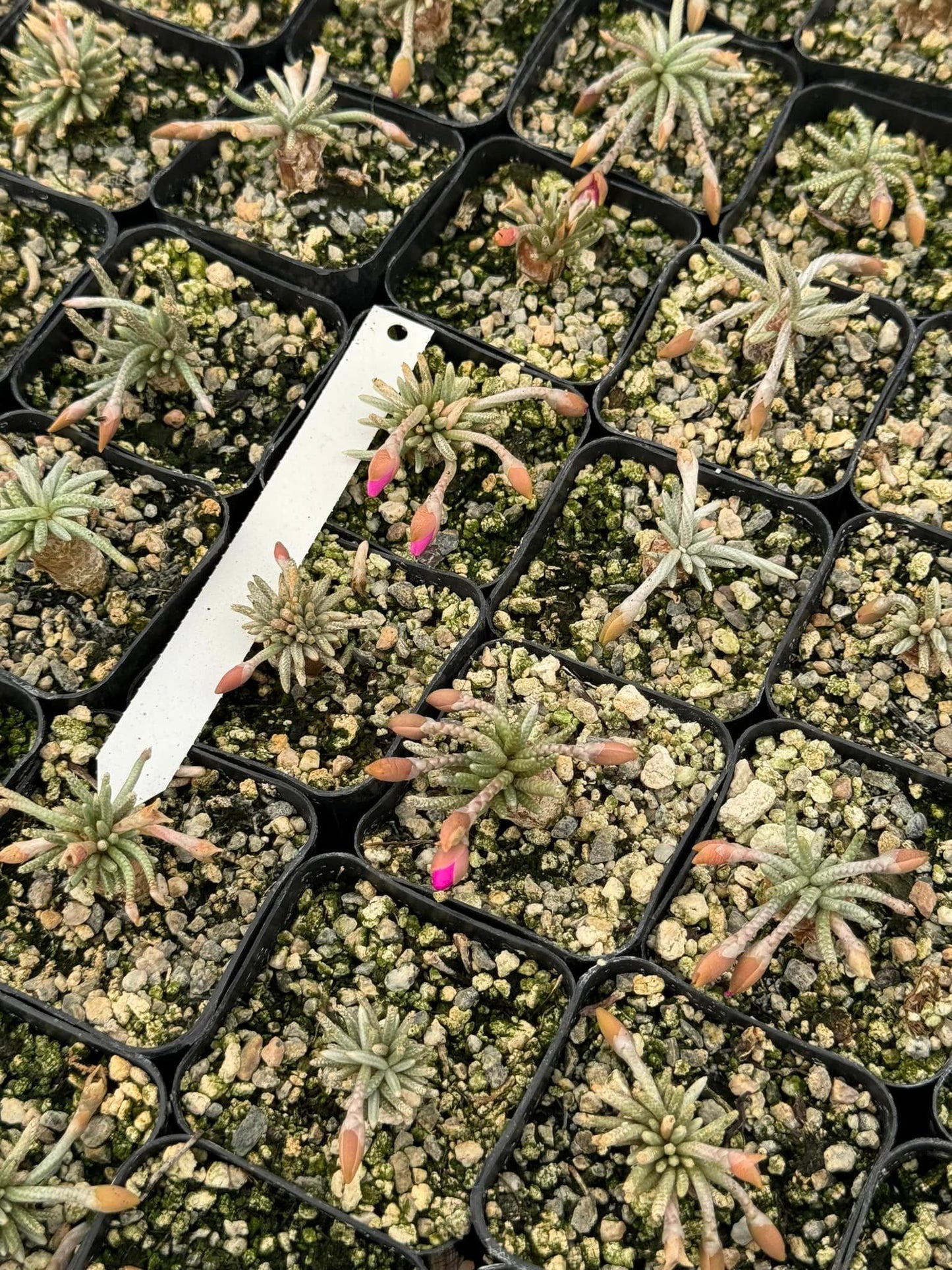 Avonia Quinaria