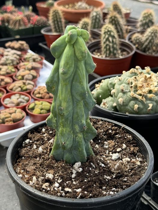 Boobie cactus variegado