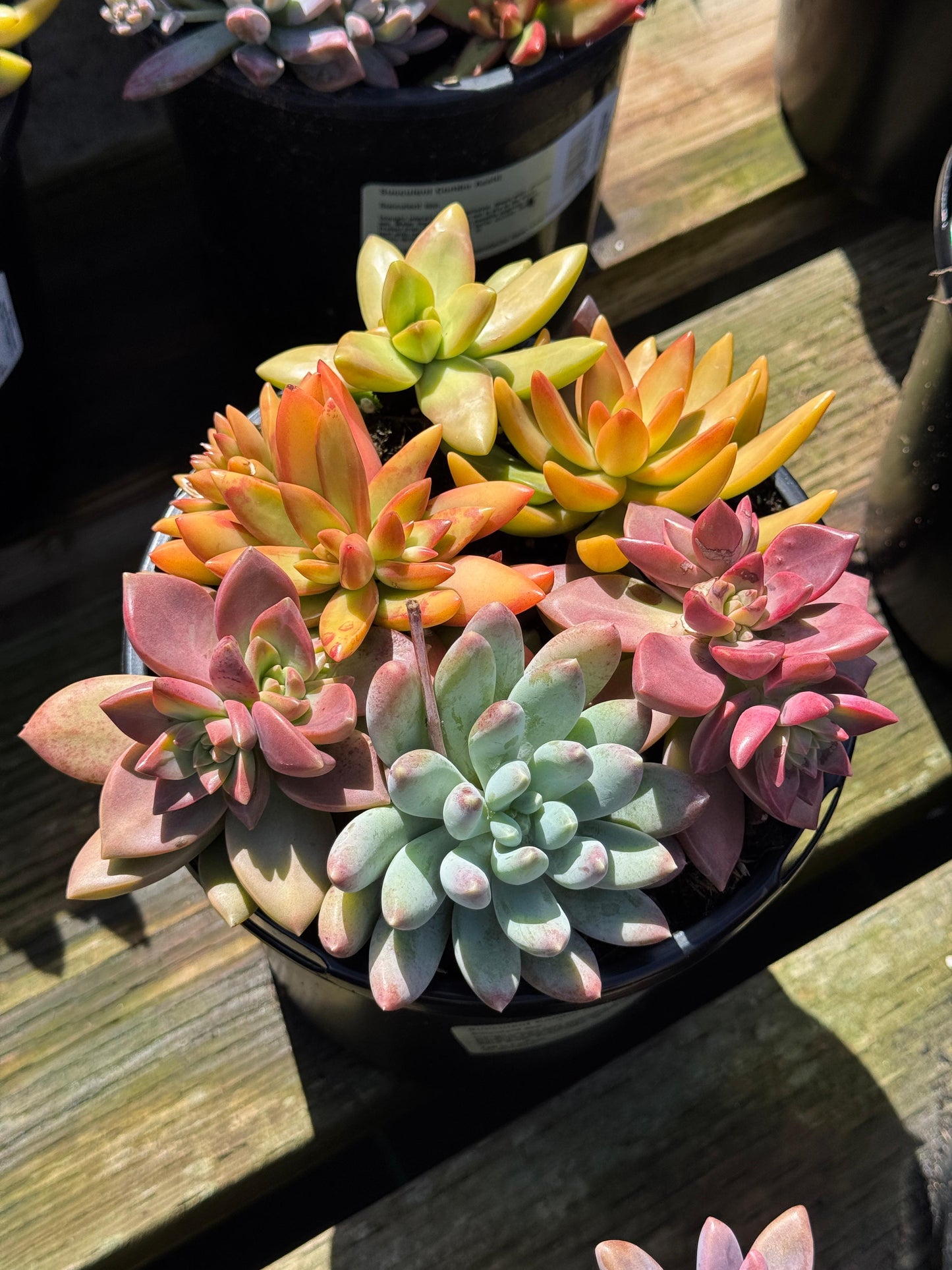 Bouquet de suculentas mix 1G