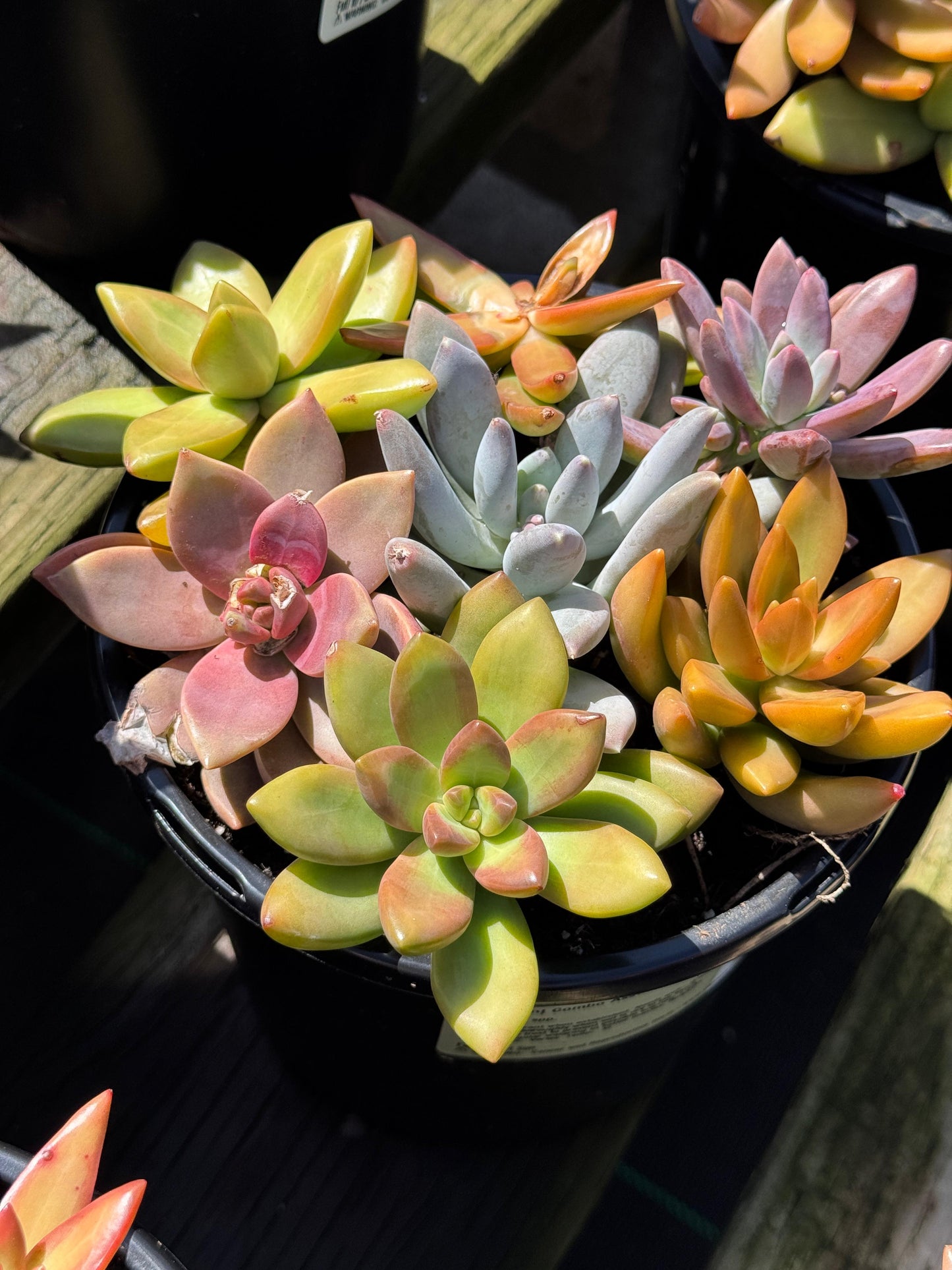 Bouquet de suculentas mix 1G