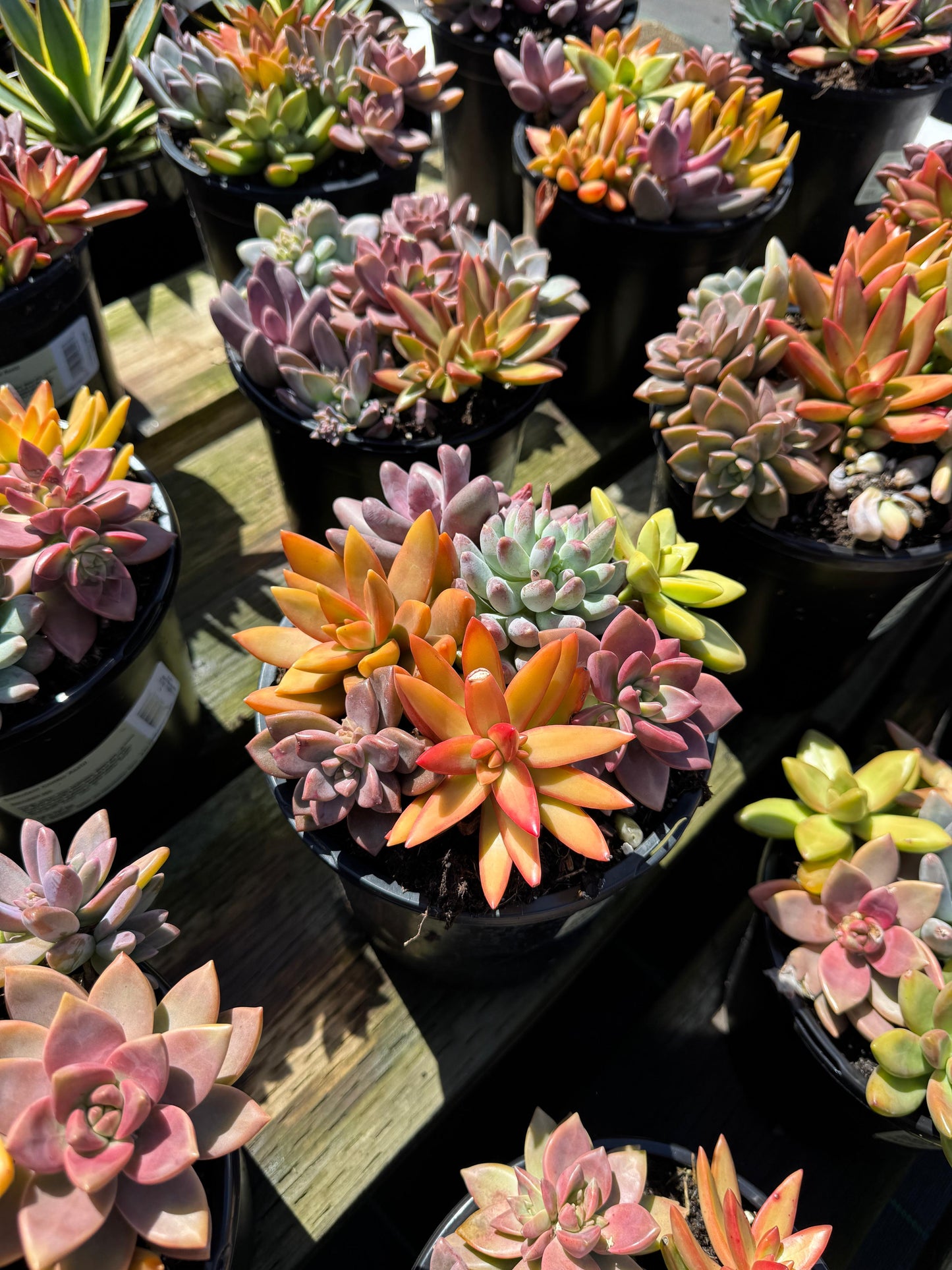 Bouquet de suculentas mix 1G