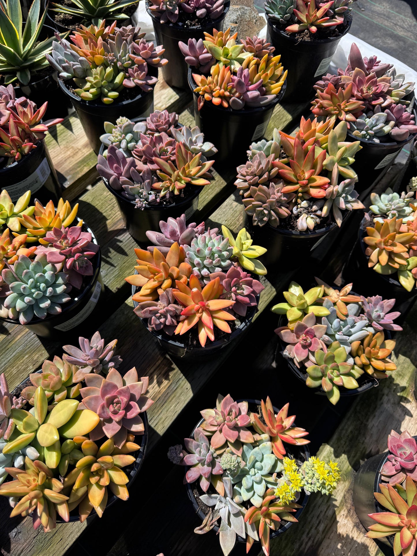 Bouquet de suculentas mix 1G