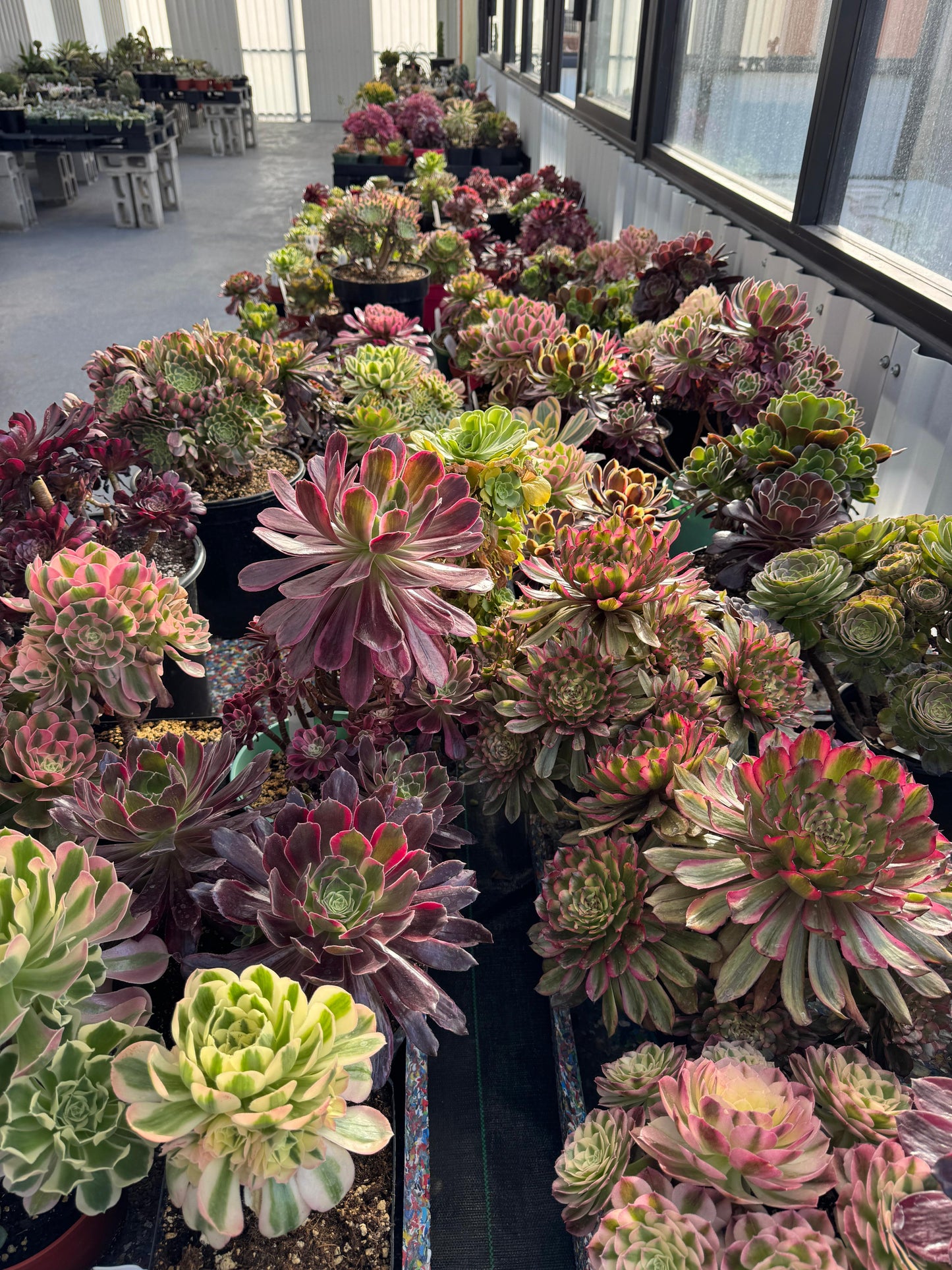 Caja sorpresa Aeonium mix